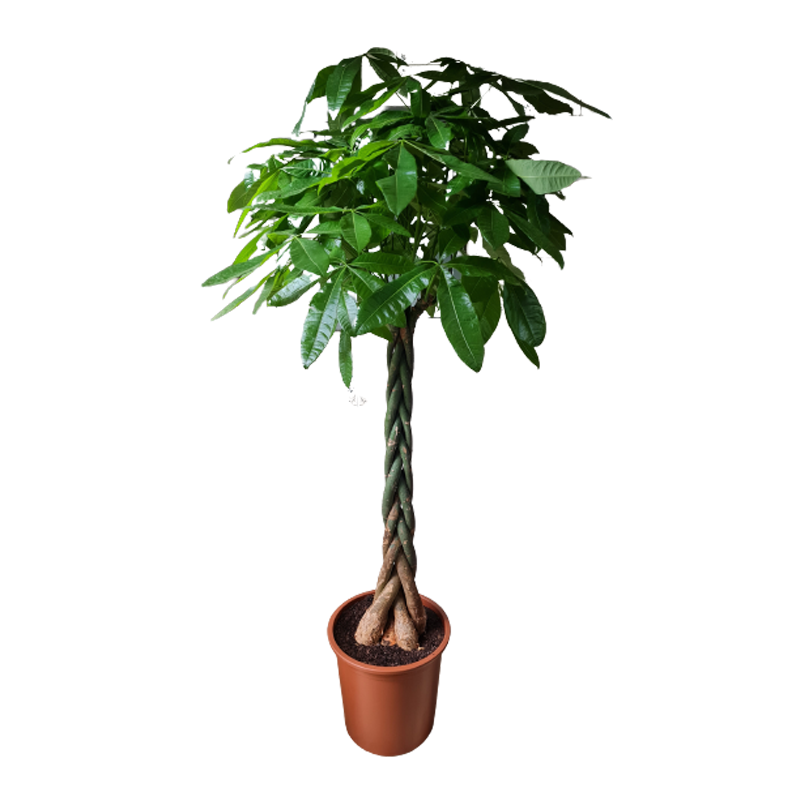 A real deals money tree