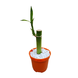 Dracena Lucky Bamboo Pote 6 Cm Uemura Flores E Plantas